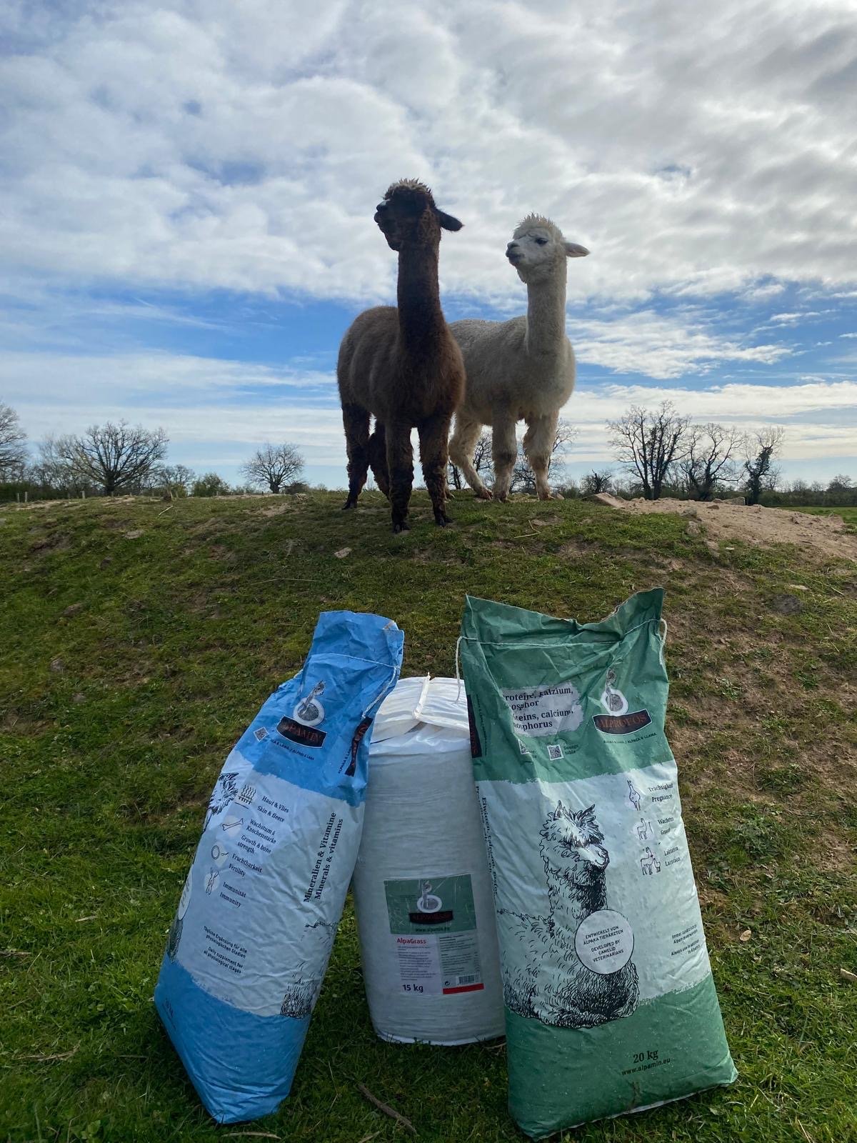 white llamas on green grass field during daytime