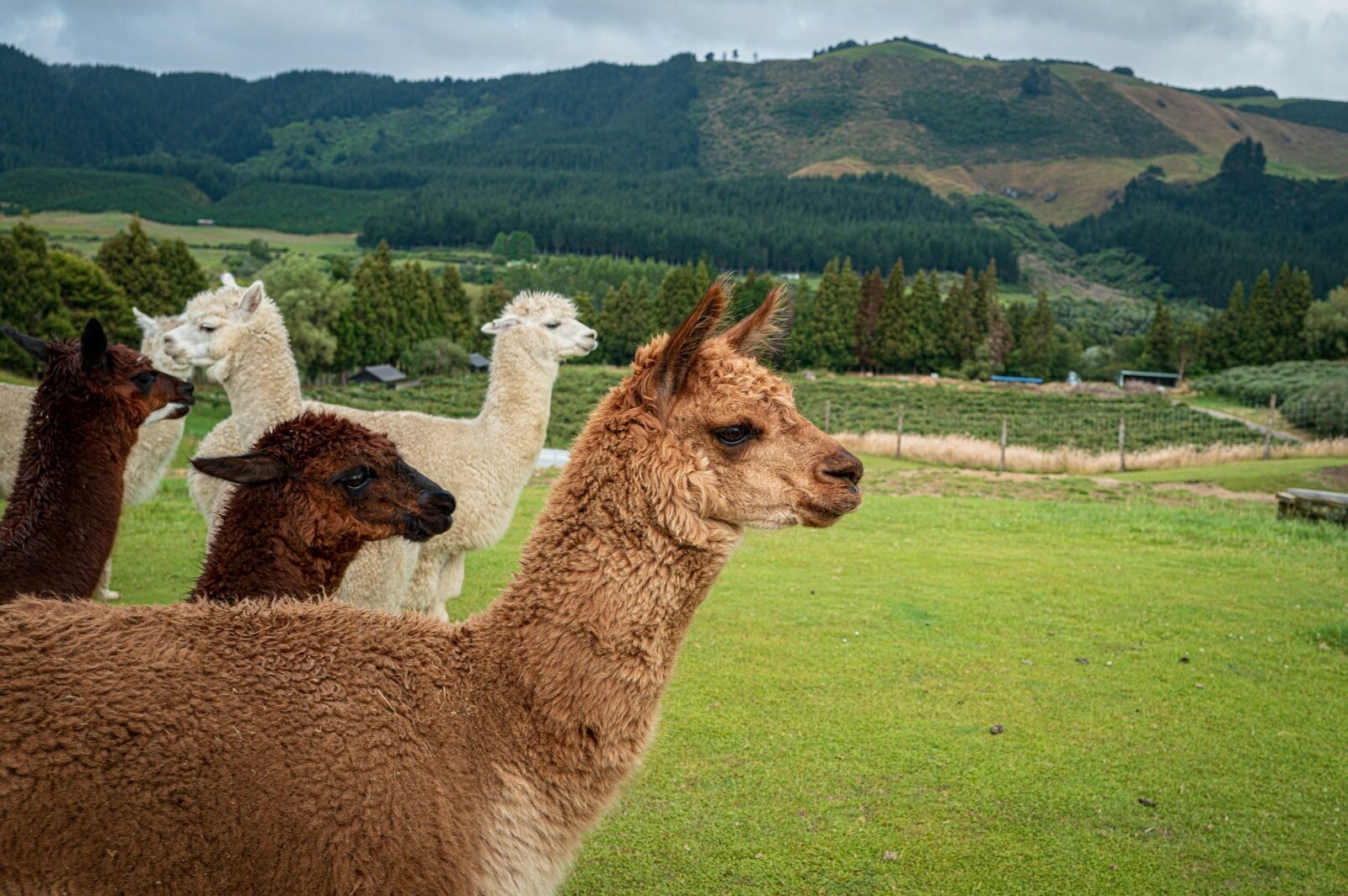 a group of alpacas in a field with mountains in the background
